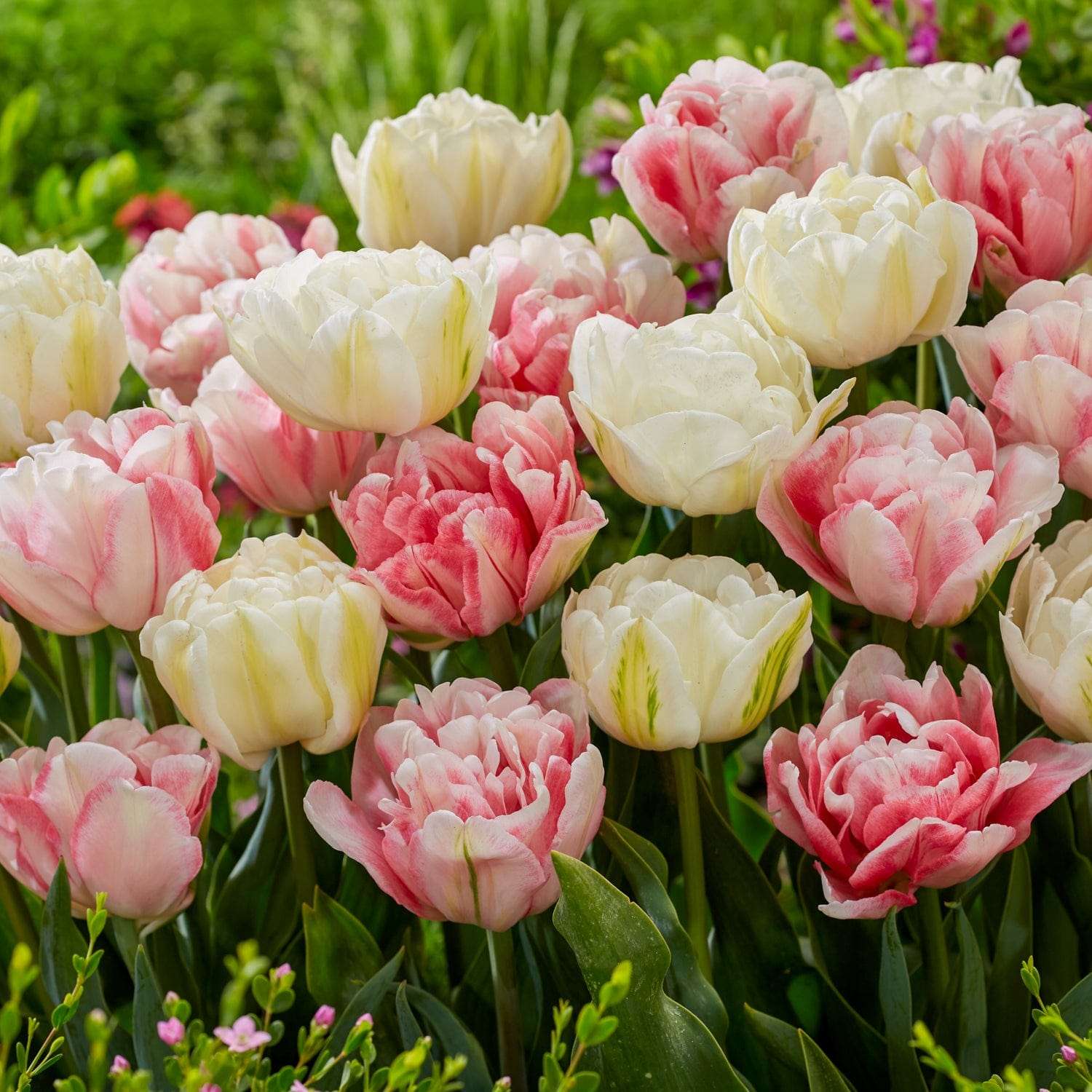 Mélange de tulipes 'Foxtrot Heights'